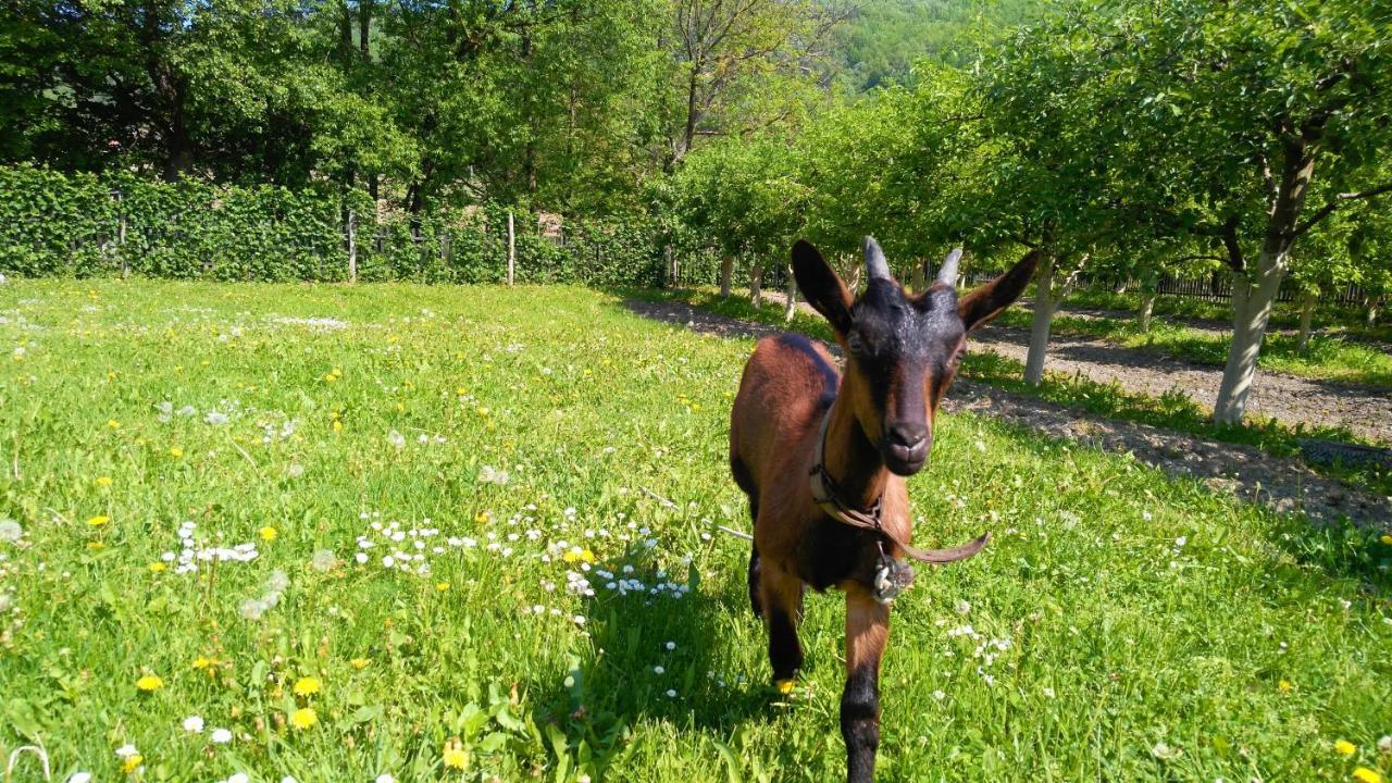 Country House Lozanjska Terasa Guest House Екстериор снимка
